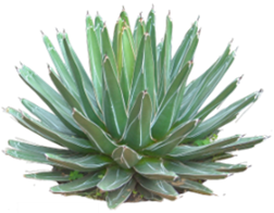 agave plant