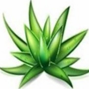 agave